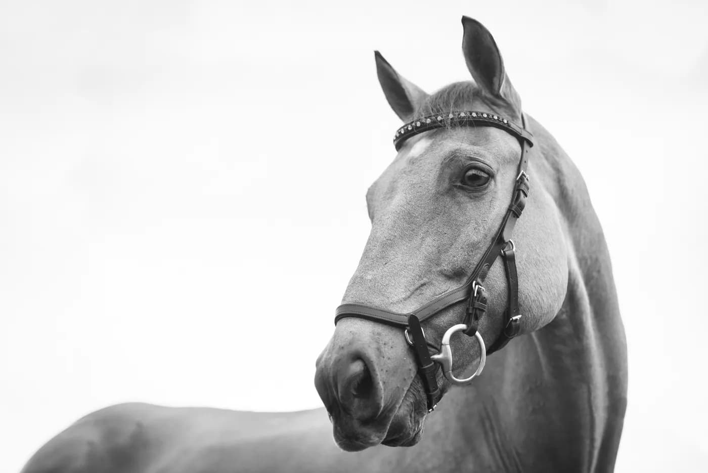 Horse in pasture